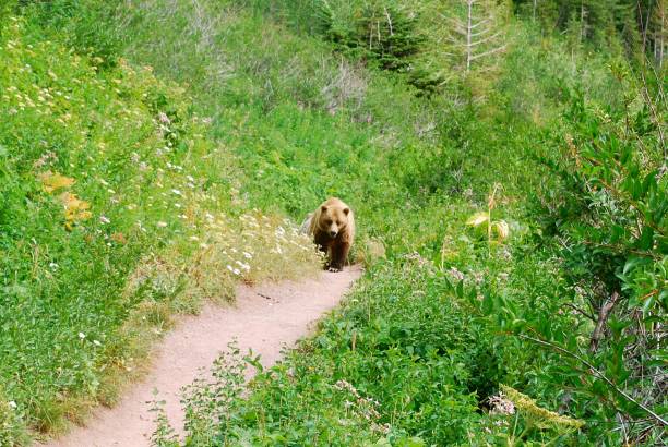 Mother Grizzly Bear on trail