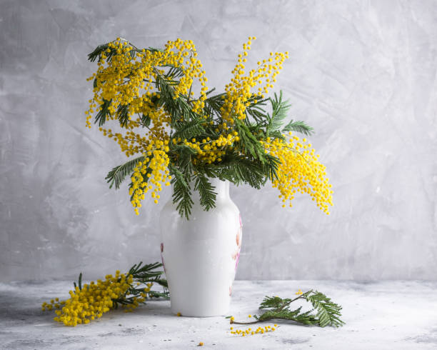istock Mimosa branches in a white vase. Spring flowers 1167158046