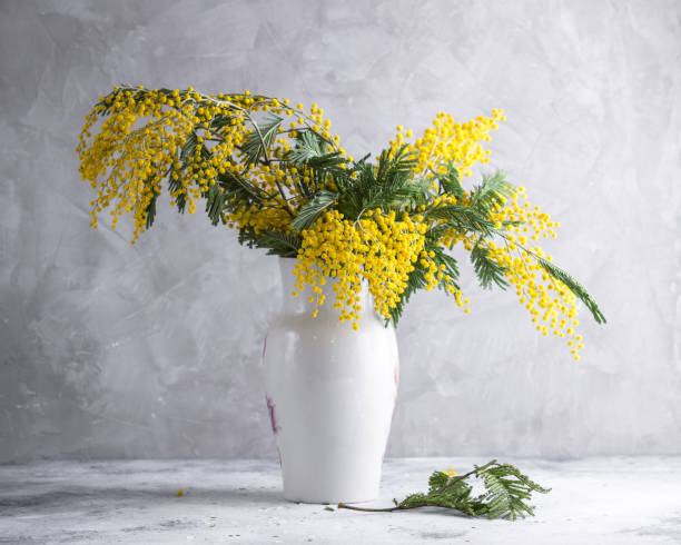 istock Mimosa branches in a white vase. Spring flowers 1167158049