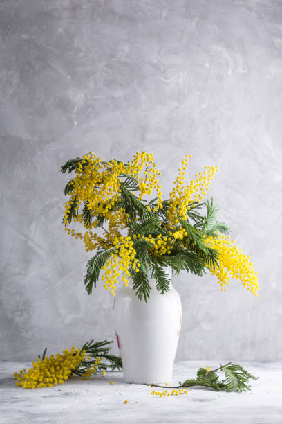 istock Mimosa branches in a white vase. Spring flowers 1167158056