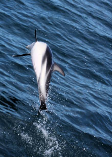 istock Dolphins having fun in the ocean during whale watching trip 1167158783