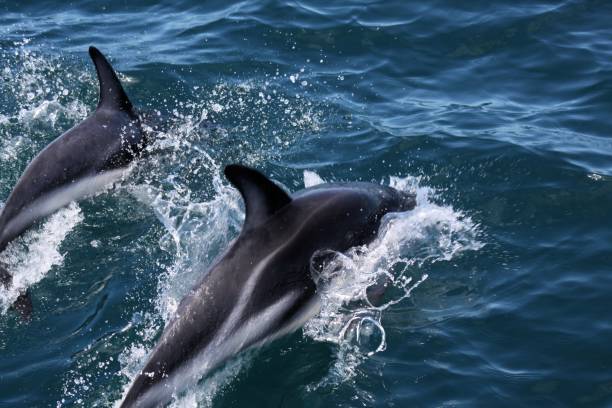 istock Dolphins having fun in the ocean during whale watching trip 1167158816