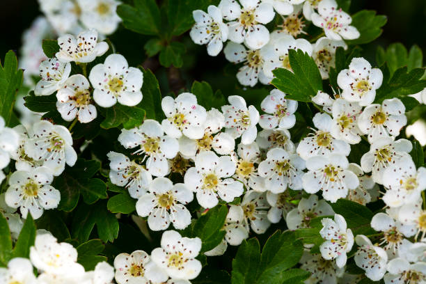 istock Flowers of Hawthorn 1167159323