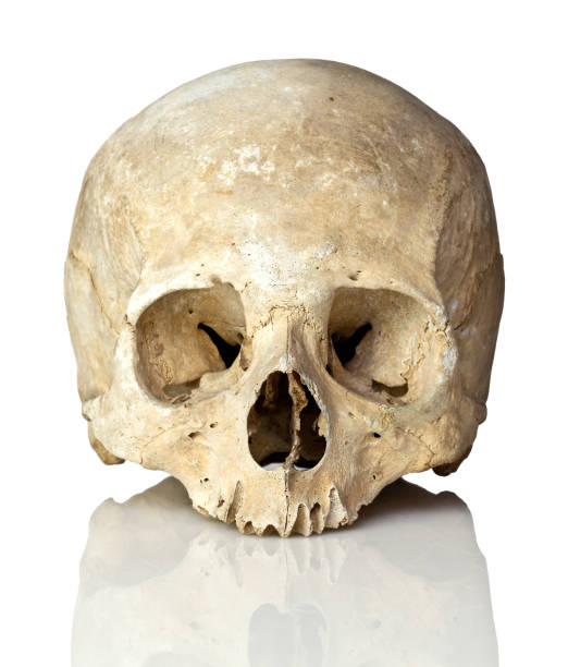 close-up do crânio humano sobre o fundo branco - caveira osso - fotografias e filmes do acervo