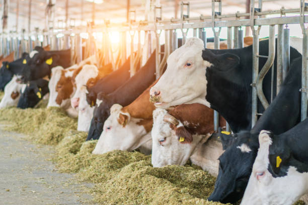 istock Dairy cows in free livestock stall 1167161298