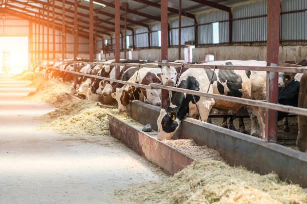 istock Dairy cows in free livestock stall 1167161856