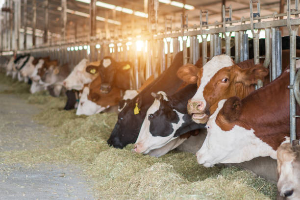 istock Dairy cows in free livestock stall 1167162093
