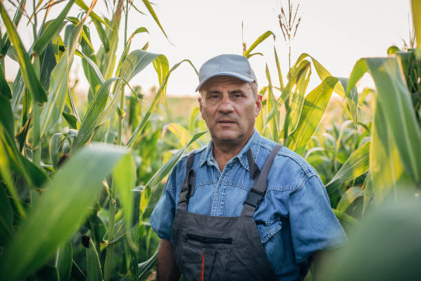 istock Senior farmer walking in his corn filed 1167163419