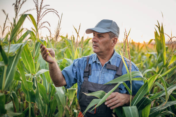 istock Senior farmer walking in his corn filed 1167163586