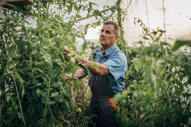 portrait of tomato grower in polytunnel - greenhouse industry tomato agriculture imagens e fotografias de stock