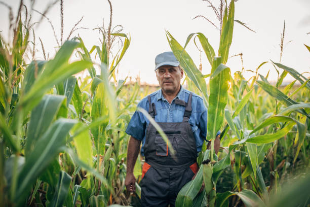 istock Senior farmer walking in his corn filed 1167163776