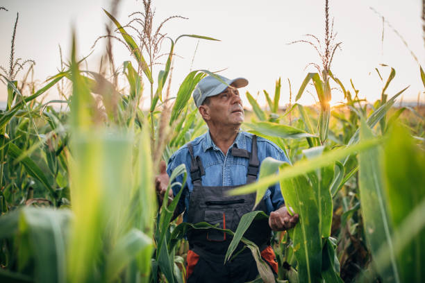 istock Senior farmer walking in his corn filed 1167163810