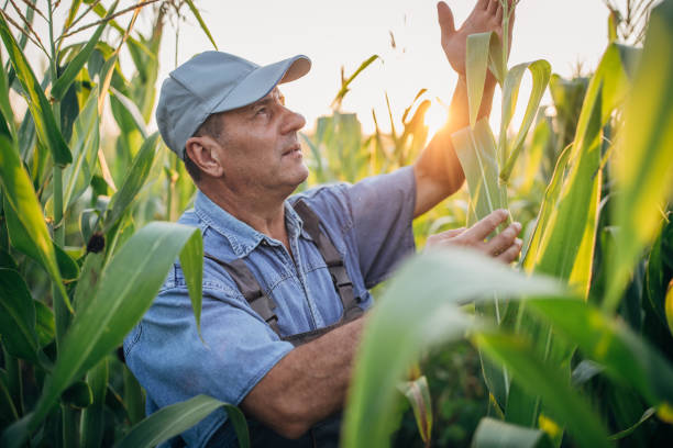istock Senior farmer walking in his corn filed 1167163955