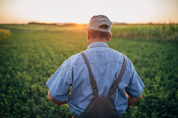 istock The farmer visits the agricultural field at dusk 1167164064