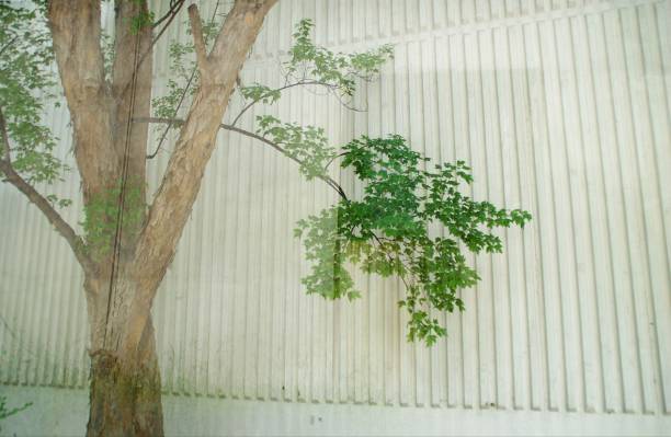 istock I like the green tree summer full of freshness. 1167164310