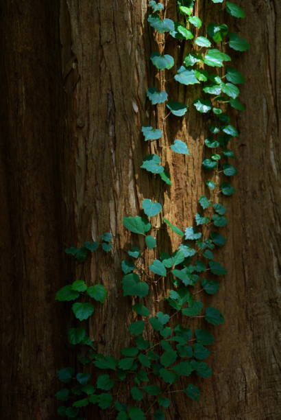 I like the green tree summer full of freshness.