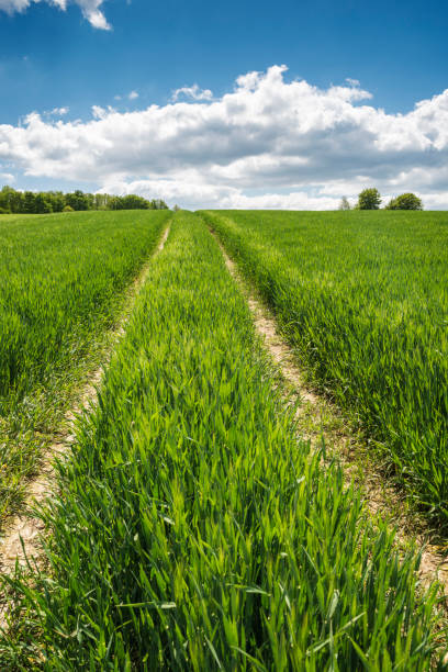 istock Barley field with tire tracks under blue sky and clouds 1167165499