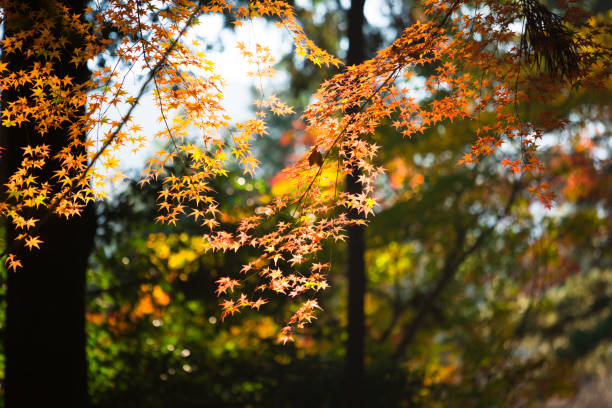 feuille colorée d'érable en automne - japanese maple leaf autumn abstract photos et images de collection