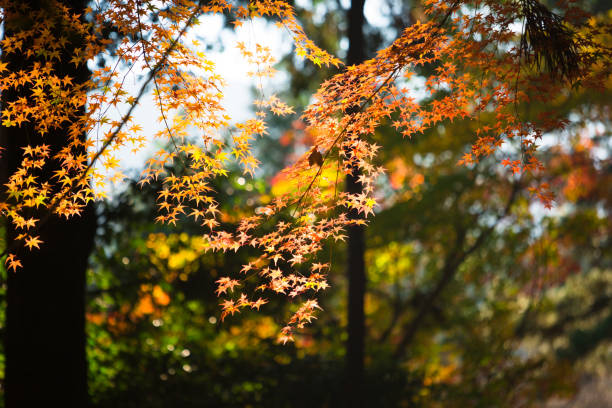 秋のカラフルなカエデの葉 - japanese maple leaf autumn abstract ストックフォトと画像