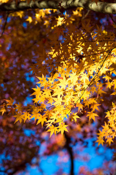 foglia d'acero colorata in autunno - japanese maple maple leaf leaf maple tree foto e immagini stock