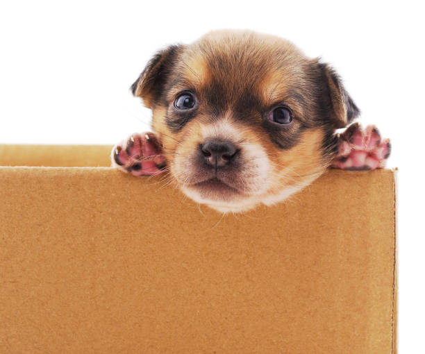 istock One little dog in the box. 1167170929