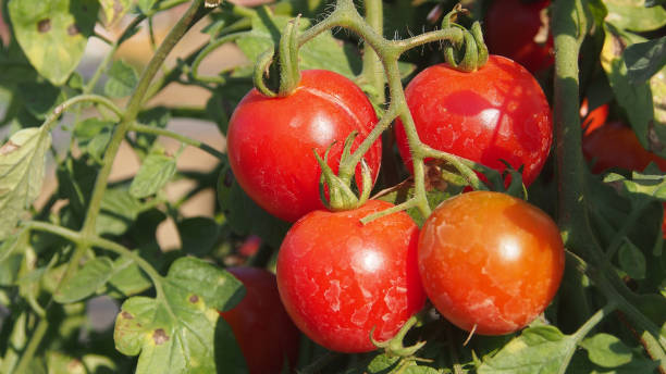 istock Close-Up Of Fresh Cherry Tomatoes 1167171390