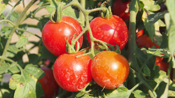 istock Close-Up Of Fresh Cherry Tomatoes 1167171396