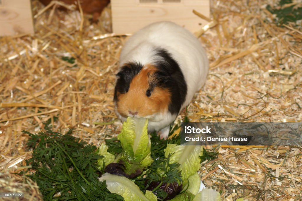 Guinea Pigs In Straw As Pets Stock Photo - Download Image Now - Animal ...