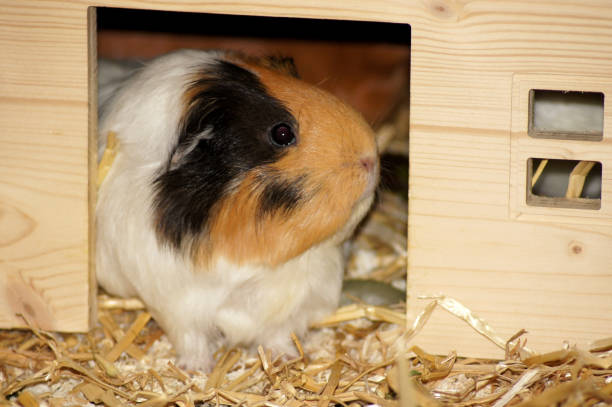 istock Guinea pigs in straw as pets 1167172082