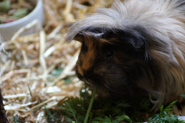 istock Guinea pigs in straw as pets 1167172142