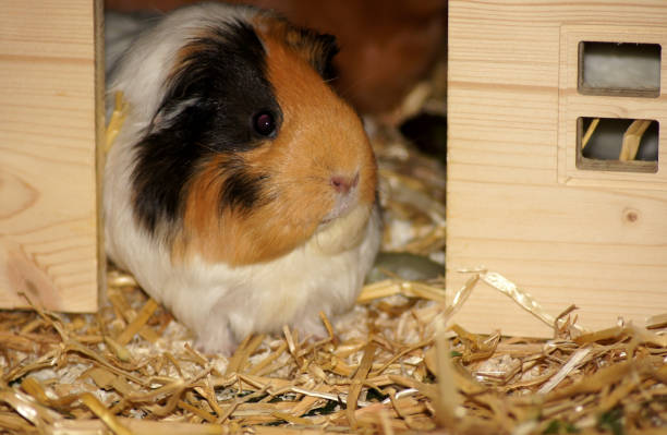 istock Guinea pigs in straw as pets 1167172145