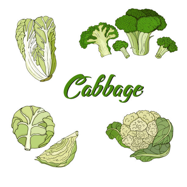 Illustration types of cabbage, white, broccoli, Beijing, cauliflower. Vector Illustration types of cabbage, white, broccoli, Beijing, cauliflower. Vector white cabbage stock illustrations