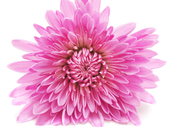 istock Pink beautiful chrysonthemum. 1167174055