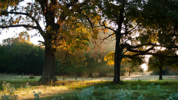 istock Country meadow in late summer or early fall 1167176654