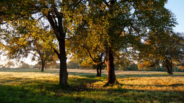 istock Country meadow in late summer 1167176683