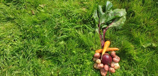 Harvest fresh vegetables. Natural vegetables on the grass.