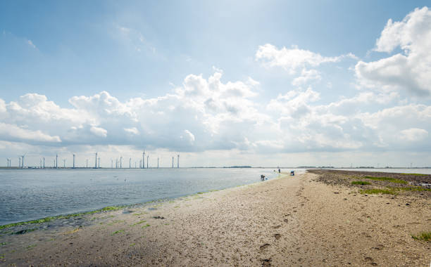 hinterleuchtete aufnahme eines strandes an einem pier in der oosterschelde-mündung. - cockle nature outdoors horizontal stock-fotos und bilder