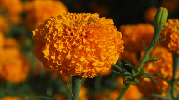 istock Close-Up Of Beautiful Marigold Flower 1167180004