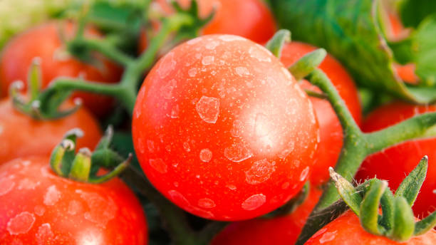 istock Close-Up Of Fresh Cherry Tomatoes 1167180094