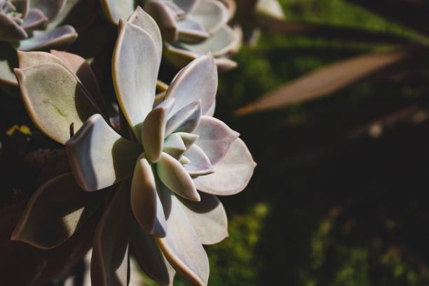 istock Close up succulent on a summer day. Natural light. Boho style processed. Peaceful image. 1167182430