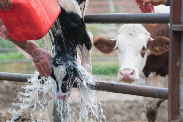 Newborn calf trying to breathe