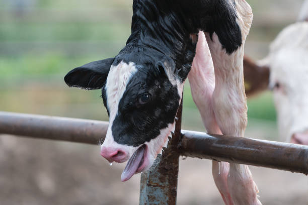 istock Newborn calf trying to breathe 1167183951