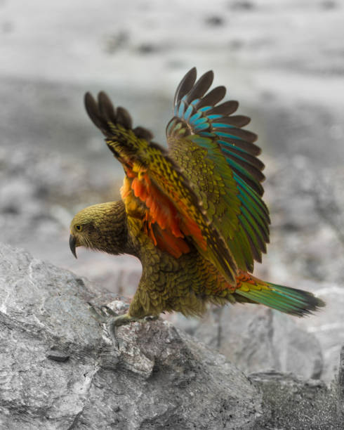 istock Kea Bird New Zealand 1167184758