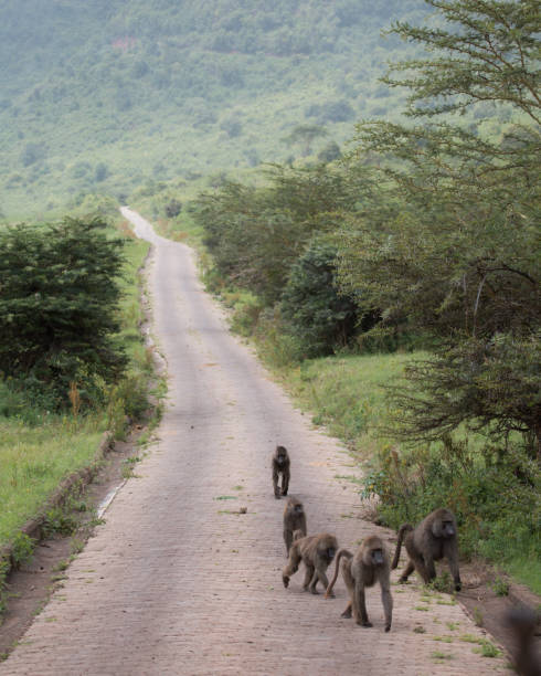 istock Baboons in Ngorongoro Crater 1167184914