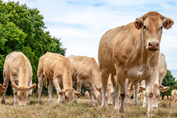 istock Blonde cows from Aquitaine 1167184947