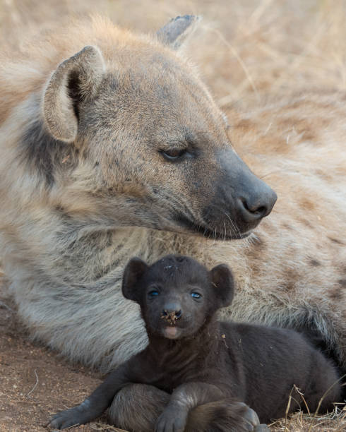 istock Hyena mum and cub 1167185919