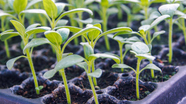 zonnebloem sprout - foto’s van aarde stockfoto's en -beelden