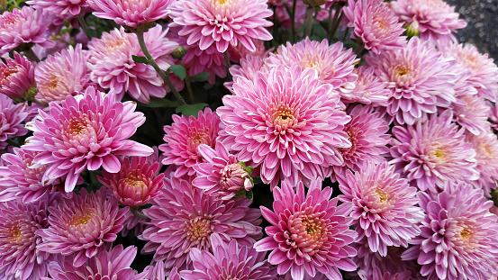 Chrysanthemum pattern in flowers park. Cluster of pink chrysanthemum flowers. Top view. Perfect for design, cards, print.