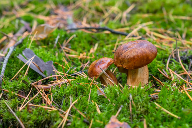 polnischer pilz der gattung borovik oder mokhovik. boletus badius. - boletus badius stock-fotos und bilder