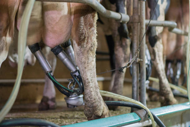 istock Cow milking automatic system in the dairy farm 1167188244